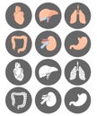 Icons with internal organs in rounds. Royalty Free Stock Photo
